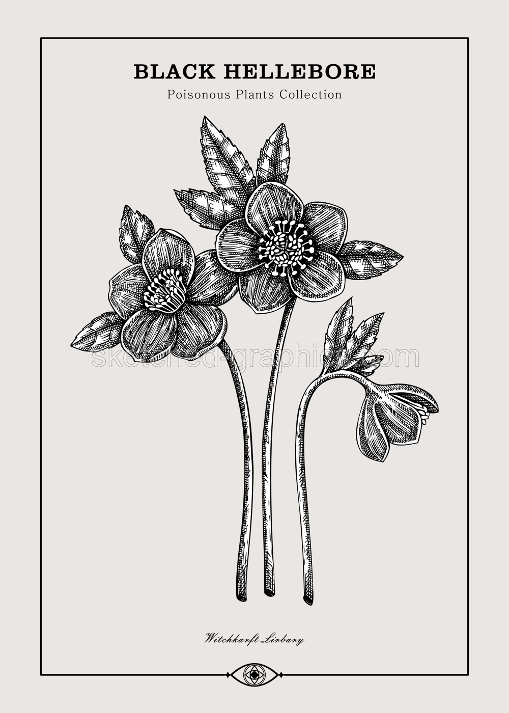 Antique apothecary label design. Black Hellebore sketch. Witch herbs. Poisonous plant hand-drawn illustration. Art deco poster. NOT AI generated Illustration